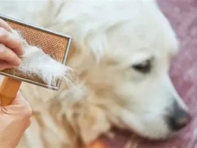 Why Is My Dog Losing Hair? Common Issues and Solutions