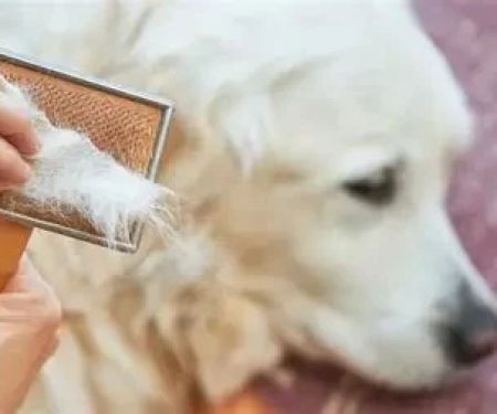 Why Is My Dog Losing Hair? Common Issues and Solutions