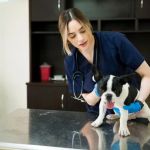 Signs Your Dog Needs Immediate Veterinary Care: What Every Pet Owner Should Know