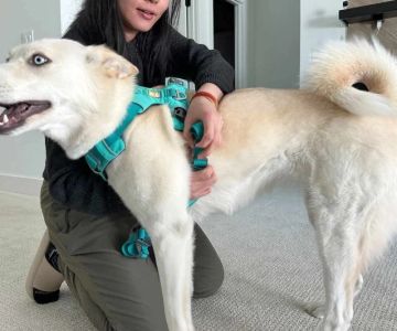 Best Dog Harnesses for Comfortable Fit: Ensuring Safety and Style