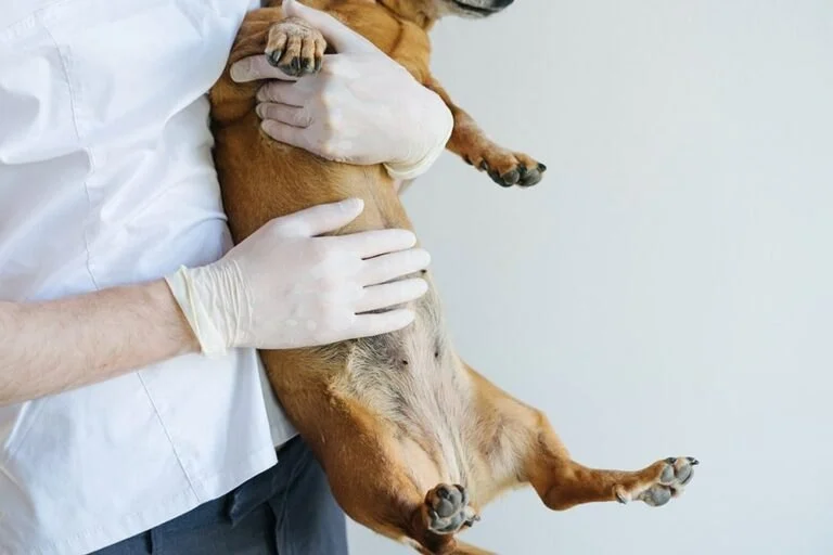 What to Know About Canine Pancreatitis and Care Tips