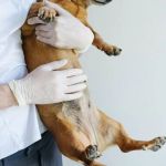 What to Know About Canine Pancreatitis and Care Tips