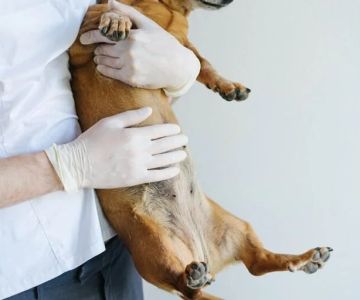 What to Know About Canine Pancreatitis and Care Tips