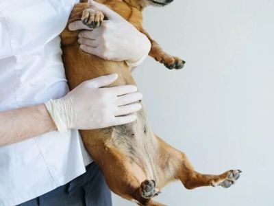 What to Know About Canine Pancreatitis and Care Tips
