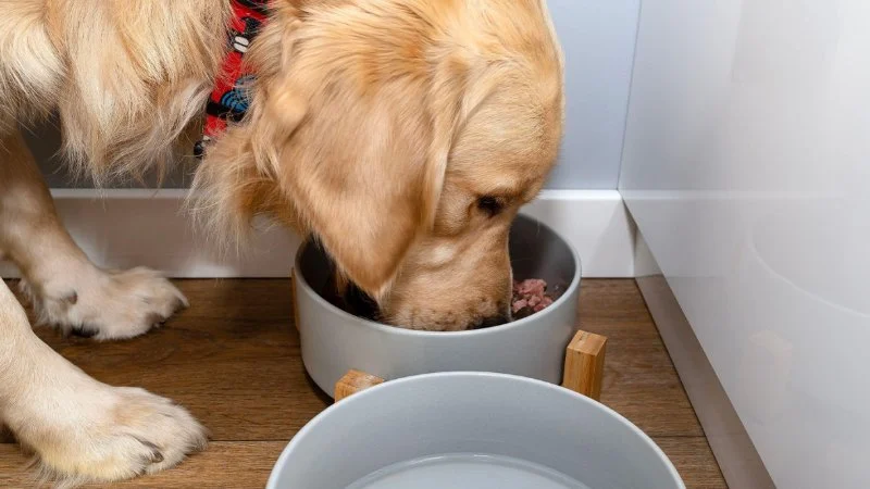 Best Dog Foods for Overall Health Support: Expert Recommendations