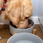 Best Dog Foods for Overall Health Support: Expert Recommendations