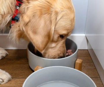 Best Dog Foods for Overall Health Support: Expert Recommendations