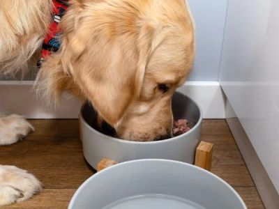 Best Dog Foods for Overall Health Support: Expert Recommendations