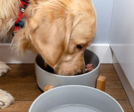 Best Dog Foods for Overall Health Support: Expert Recommendations