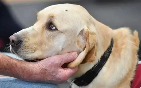 How to Help Dogs With PTSD‑Like Behavior | Expert Tips for Owners