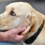 How to Help Dogs With PTSD‑Like Behavior | Expert Tips for Owners