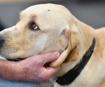 How to Help Dogs With PTSD‑Like Behavior | Expert Tips for Owners