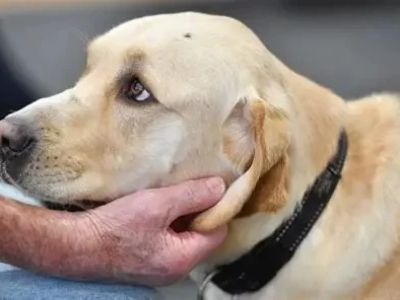 How to Help Dogs With PTSD‑Like Behavior | Expert Tips for Owners