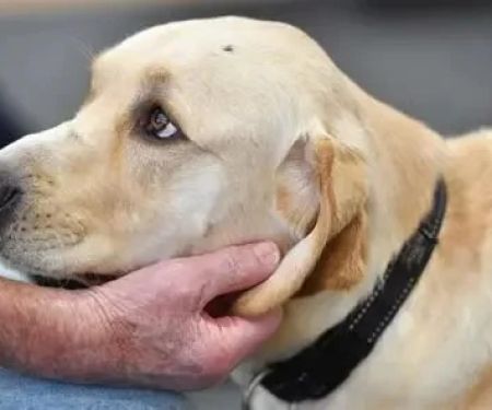 How to Help Dogs With PTSD‑Like Behavior | Expert Tips for Owners