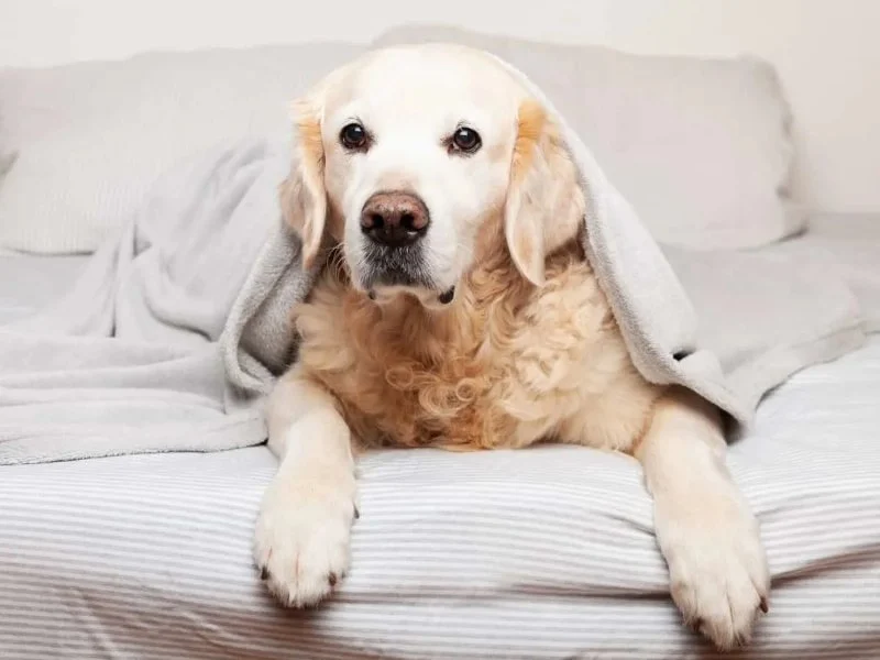 Understanding Why Dogs Eat Bedding at Night and How to Address It