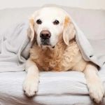 Understanding Why Dogs Eat Bedding at Night and How to Address It