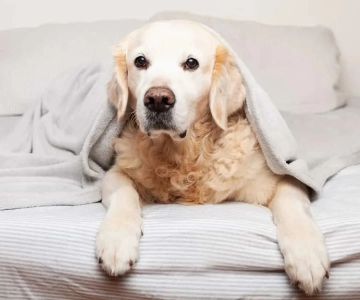 Understanding Why Dogs Eat Bedding at Night and How to Address It