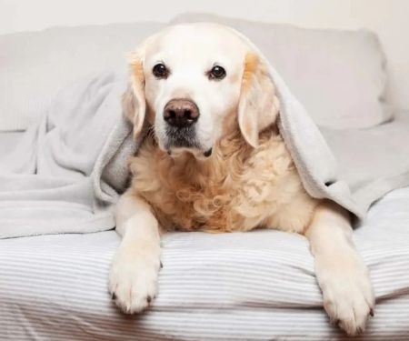 Understanding Why Dogs Eat Bedding at Night and How to Address It