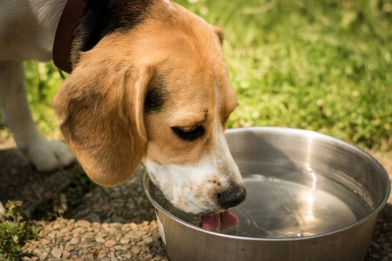 Why Dogs Drink Water After Every Meal: Causes and Insights