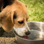 Why Dogs Drink Water After Every Meal: Causes and Insights