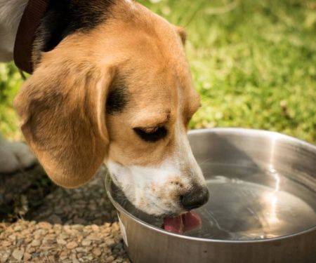 Why Dogs Drink Water After Every Meal: Causes and Insights