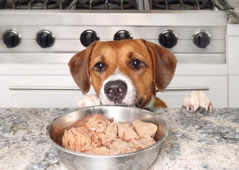 Best Dog Foods for Skin Allergy Relief: Expert Guide for Sensitive Dogs