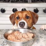 Best Dog Foods for Skin Allergy Relief: Expert Guide for Sensitive Dogs
