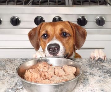 Best Dog Foods for Skin Allergy Relief: Expert Guide for Sensitive Dogs
