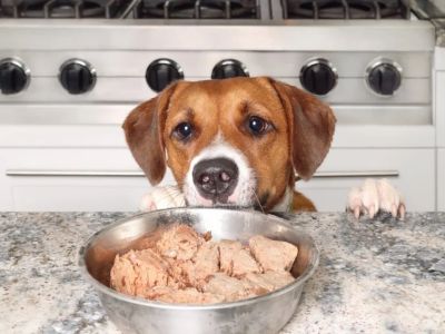 Best Dog Foods for Skin Allergy Relief: Expert Guide for Sensitive Dogs