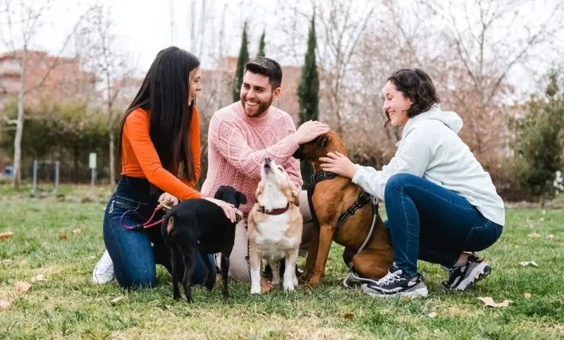 How to Socialize Your Puppy With Other Dogs Effectively