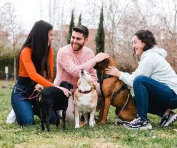 How to Socialize Your Puppy With Other Dogs Effectively