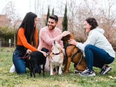 How to Socialize Your Puppy With Other Dogs Effectively