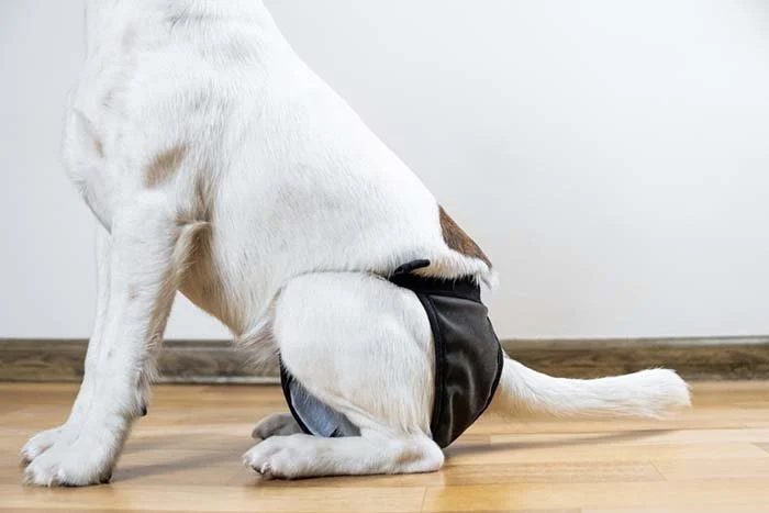 What to Do When Your Dog Has Bladder Issues