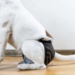 What to Do When Your Dog Has Bladder Issues