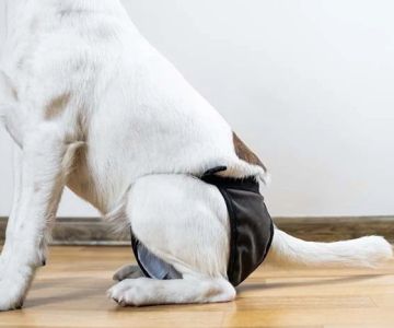 What to Do When Your Dog Has Bladder Issues