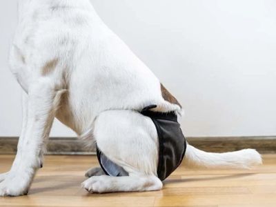 What to Do When Your Dog Has Bladder Issues