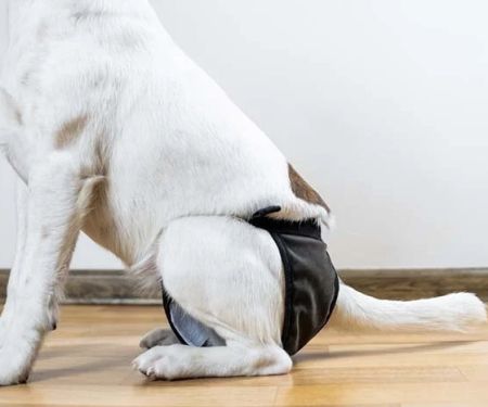 What to Do When Your Dog Has Bladder Issues