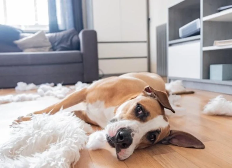 How to Help Dogs With Separation Stress at Home