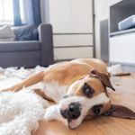 How to Help Dogs With Separation Stress at Home