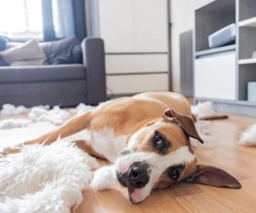 How to Help Dogs With Separation Stress at Home