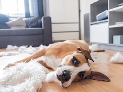 How to Help Dogs With Separation Stress at Home