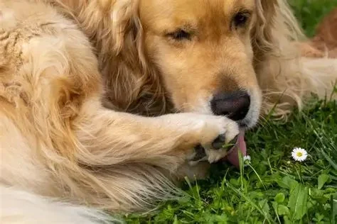 Why Do Dogs Lick Their Paws After Eating? | Pet & Puppy