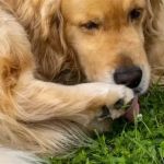 Why Do Dogs Lick Their Paws After Eating? | Pet & Puppy