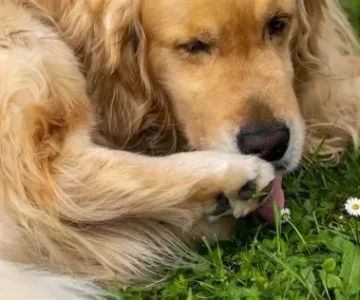 Why Do Dogs Lick Their Paws After Eating? | Pet & Puppy