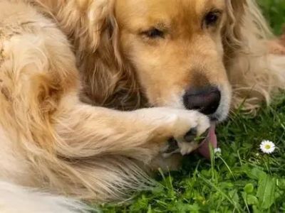 Why Do Dogs Lick Their Paws After Eating? | Pet & Puppy