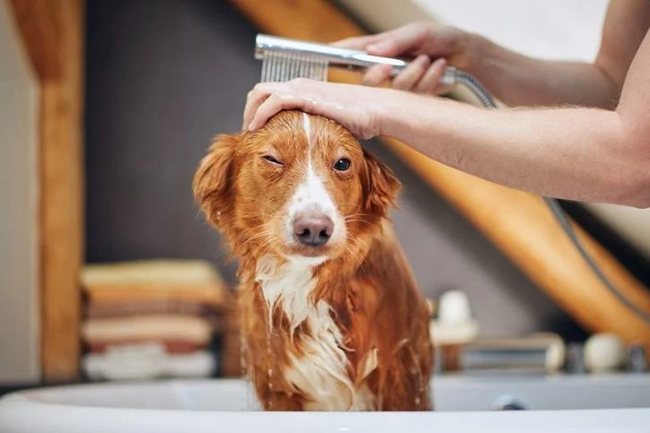 How to Treat Dog Dry Skin Safely: Expert Tips and Remedies
