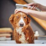 How to Treat Dog Dry Skin Safely: Expert Tips and Remedies