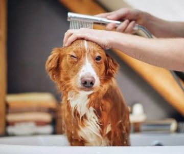 How to Treat Dog Dry Skin Safely: Expert Tips and Remedies