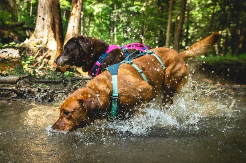 Best Dog Harnesses for Outdoor Adventures: Comfort, Safety, and Durability