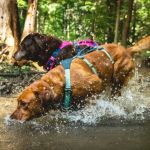 Best Dog Harnesses for Outdoor Adventures: Comfort, Safety, and Durability